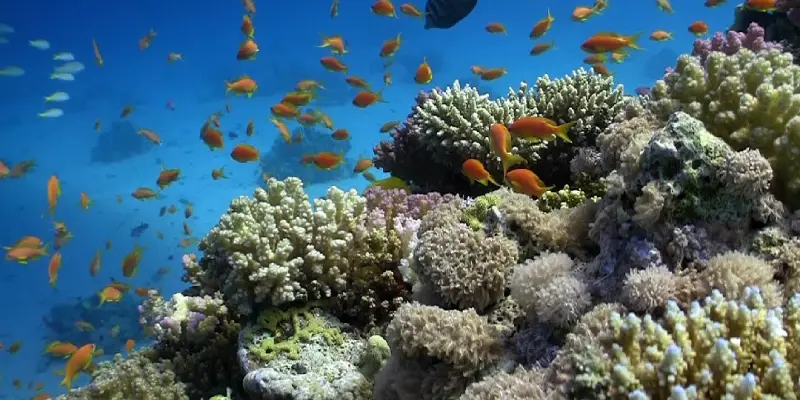 Arrecife coralino y vida submarina