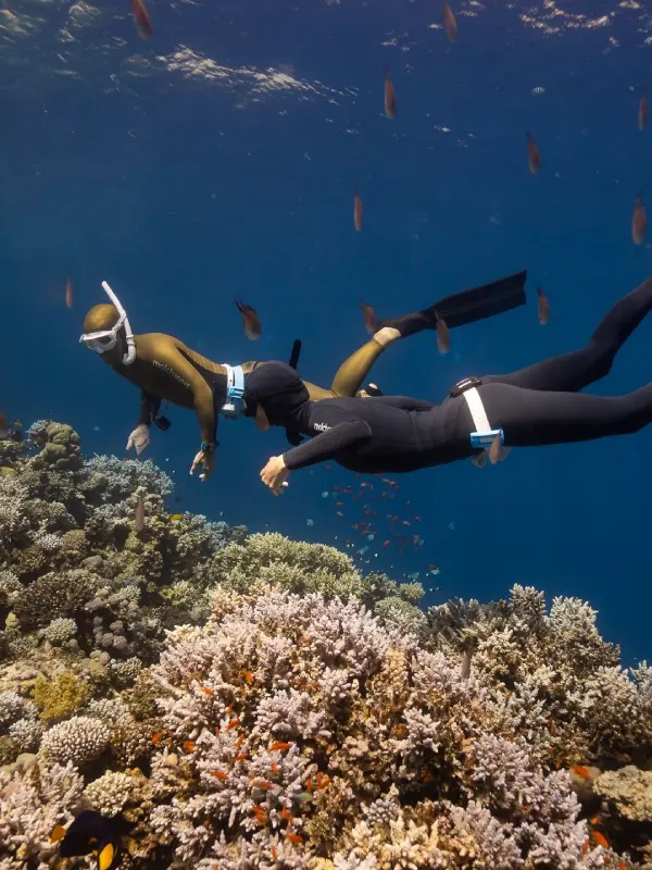 Vida a bordo o base en tierra: dos viajes de buceo muy distintos